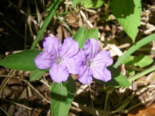 Carolina Wild Petunia